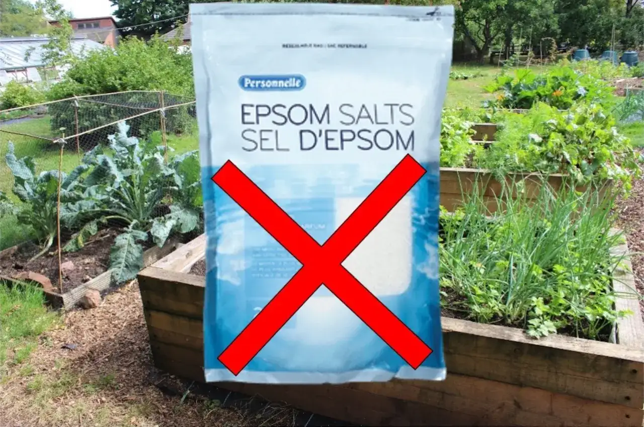 Sac de sels d'Epsom barré, suggérant un danger pour le jardin.