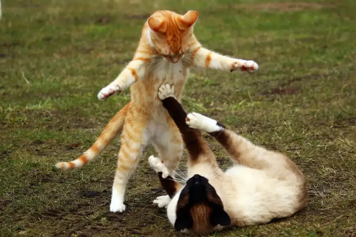 &iexcl;Mis gatos se pelean! Un gato atigrado naranja salta sobre otro gato siam&eacute;s que est&aacute; tumbado en el suelo.