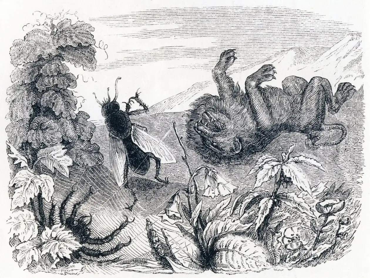 Le lion, vaincu, g&icirc;t sur le dos, tandis qu'un moucheron triomphant se tient sur une toile d'araign&eacute;e.