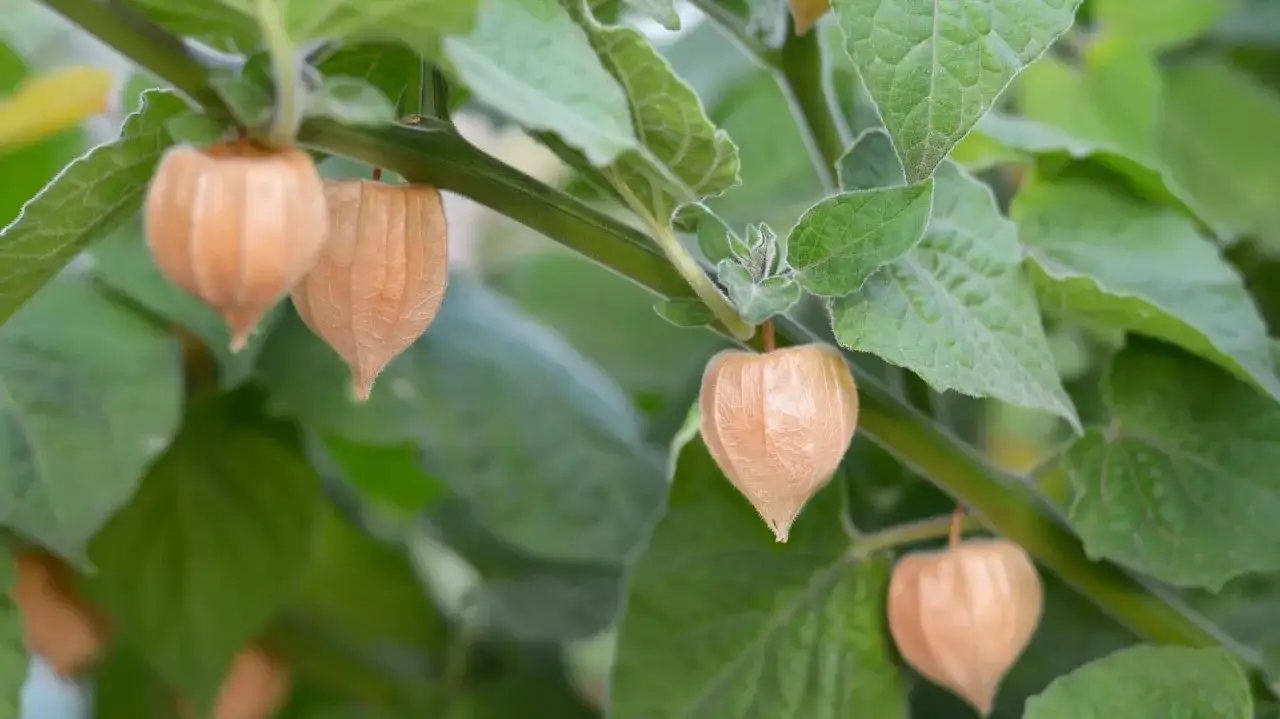Kilka pomarańczowych, papierowych osłonek skrywających dojrzałe physalis owoc, zwisających z zielonej łodygi wśród liści.