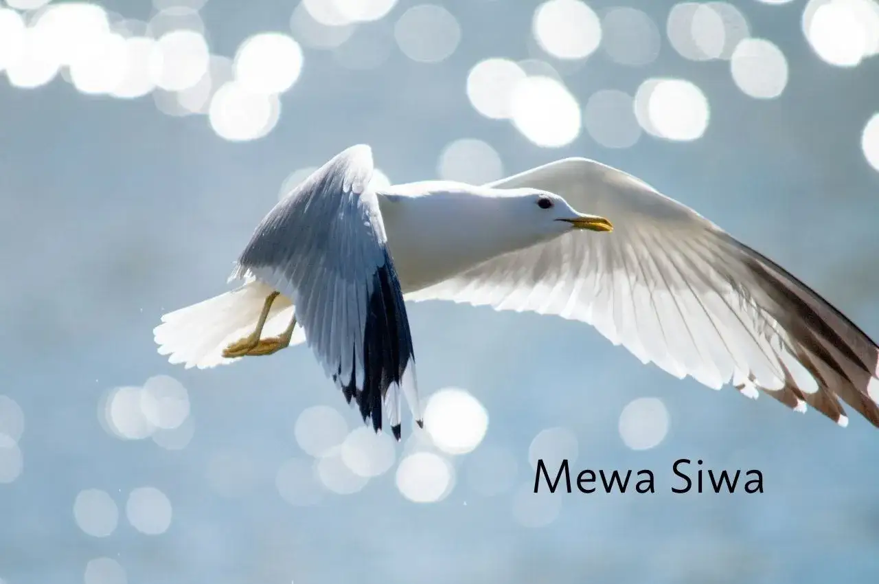 Mewa siwa w locie nad wodą, z rozpostartymi skrzydłami. W tle błyszczące refleksy światła.