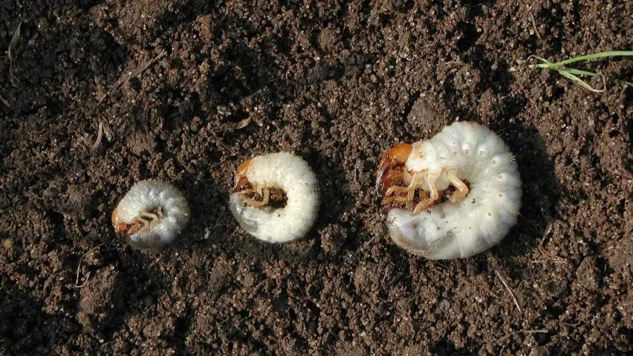 Three white grubs in soil, showing different sizes. These C-shaped larvae are preparing for their next stage of life underground.
