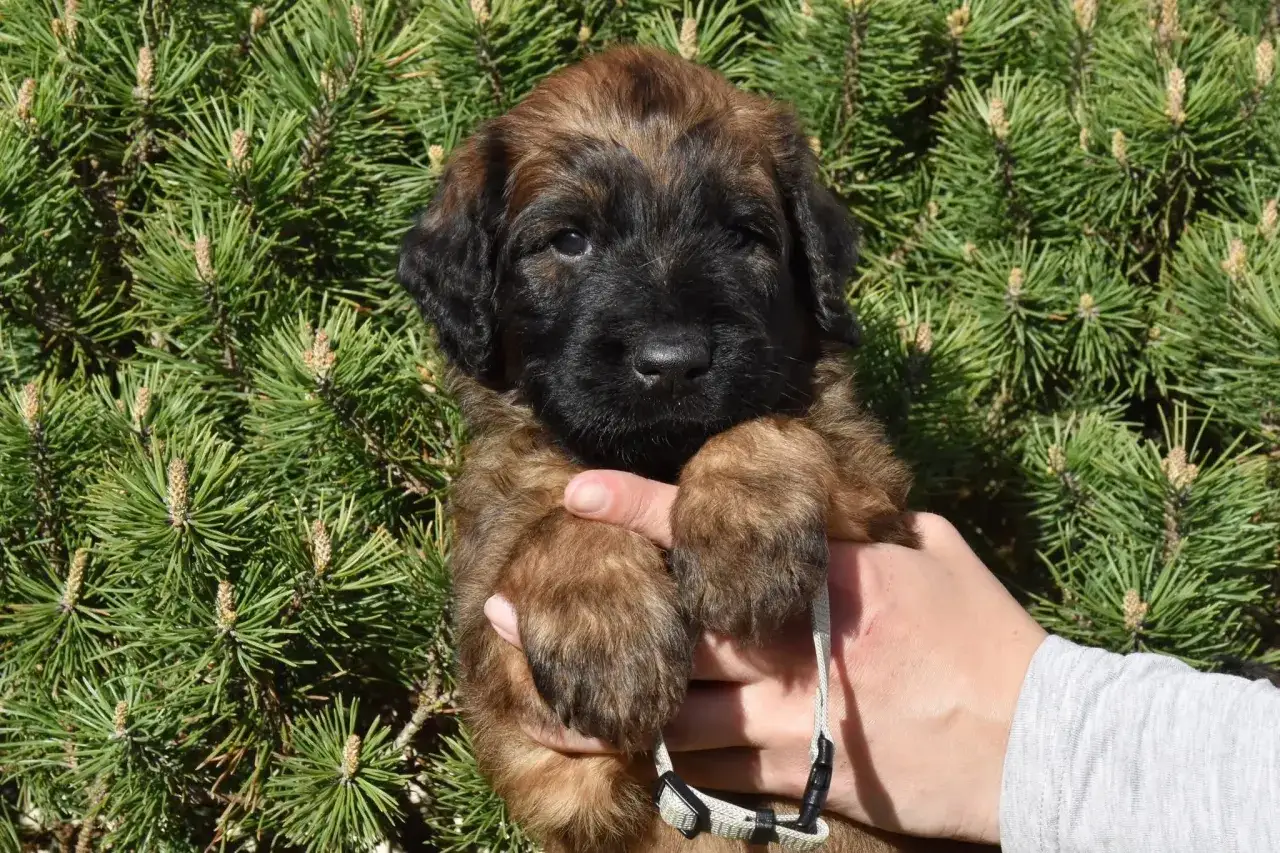 Uroczy szczeniak owczarka francuskiego briarda, idealny towarzysz. Zapytaj o owczarek francuski briard cena.