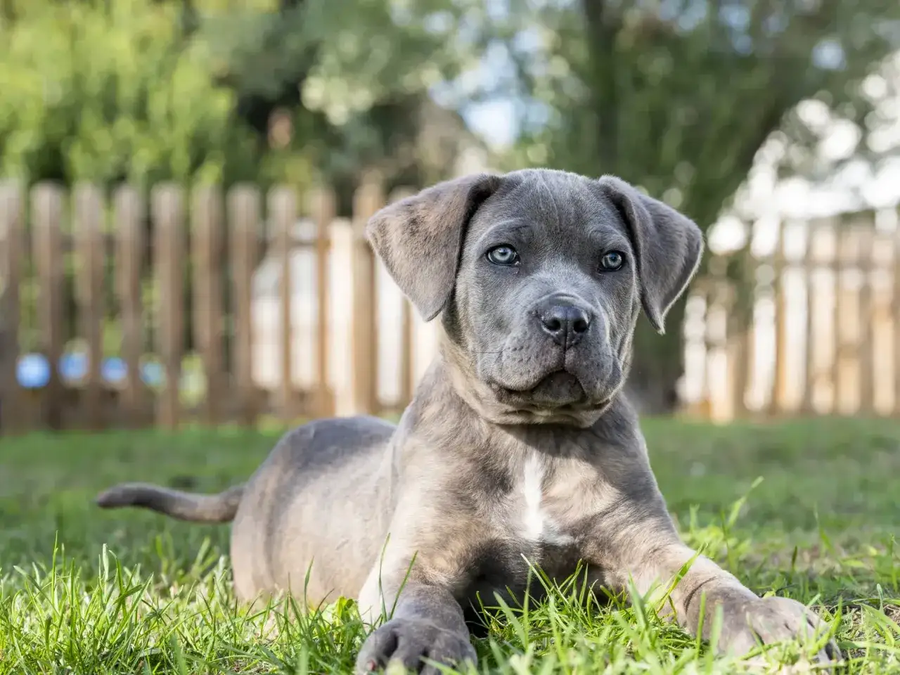 En söt italiensk mastiff-valp med blå ögon ligger i gräset.