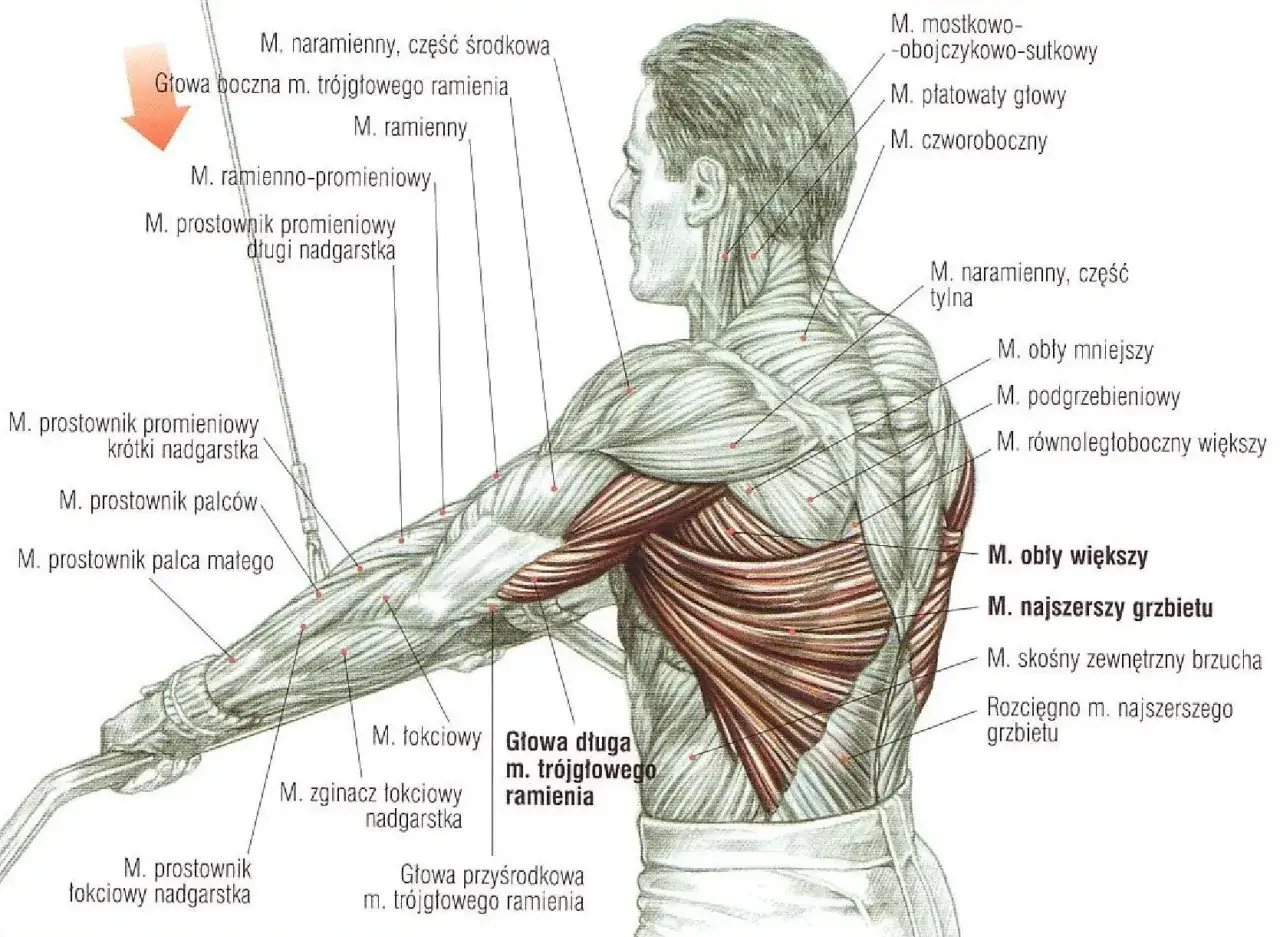 Anatomia mięśni pleców i ramienia. Widoczny mięsień obły większy, najszerszy grzbietu i inne.