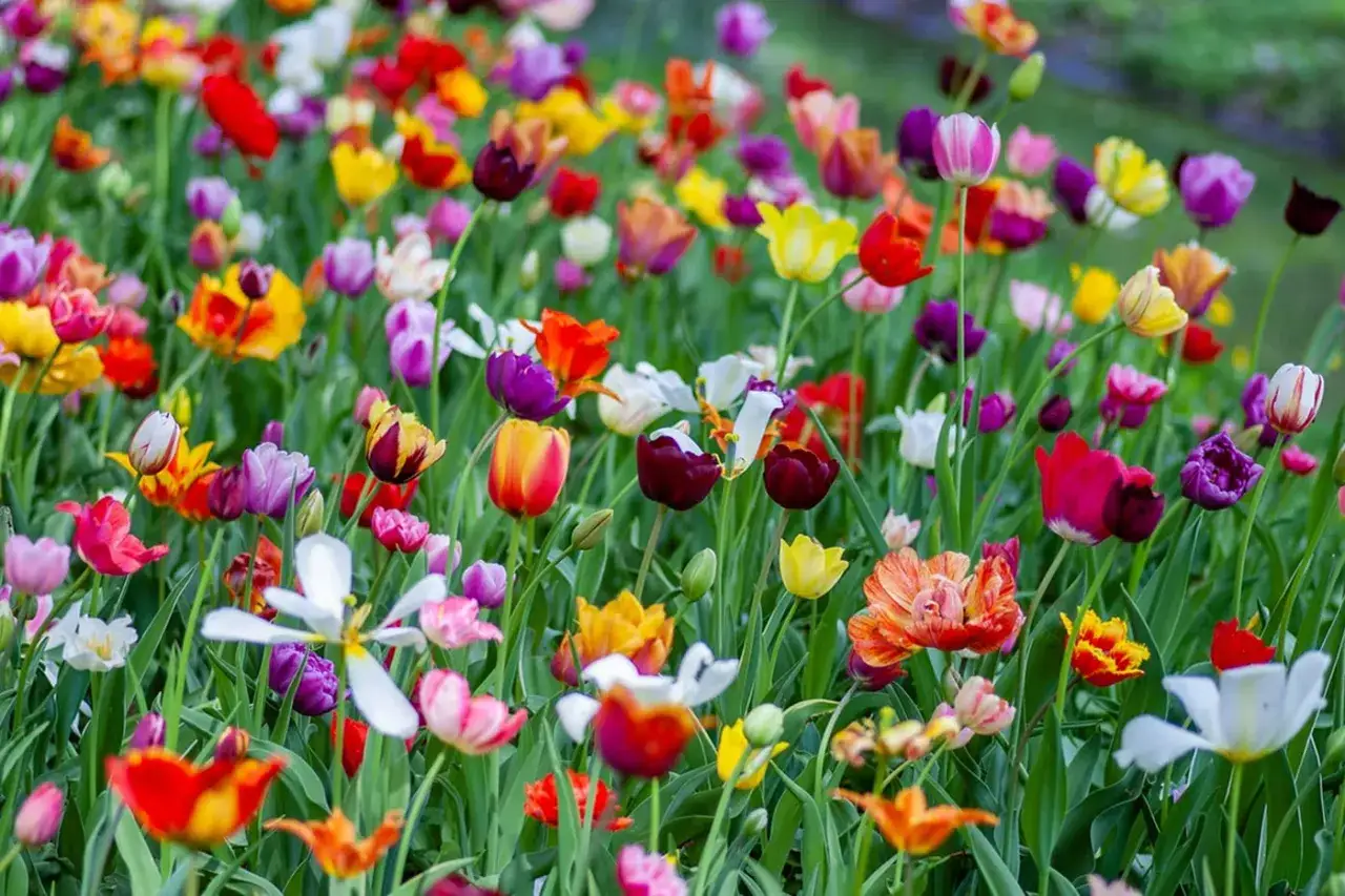 Un campo lleno de tulipanes de colores vibrantes, un espect&aacute;culo de primavera en ingl&eacute;s.