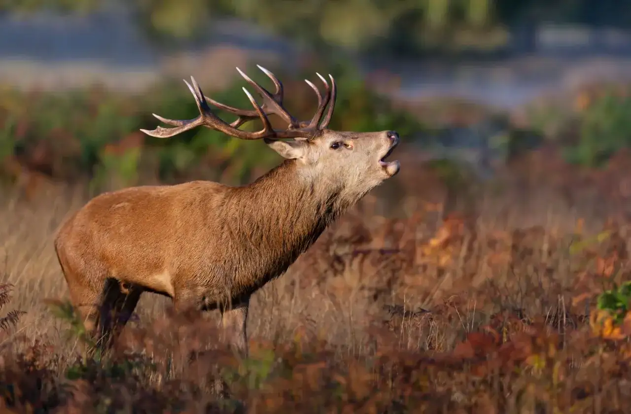 Un cerf majestueux, avec ses bois impressionnants, lance un puissant brame dans la brume matinale d'une forêt d'automne.