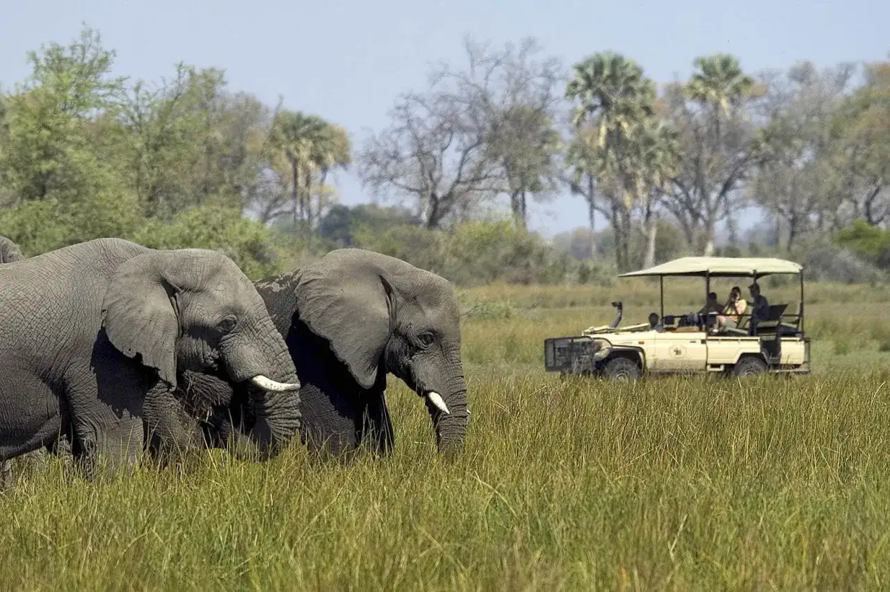Dos elefantes caminan en la sabana mientras un vehículo de safaris con turistas los observa. Una experiencia inolvidable de safaris en África.