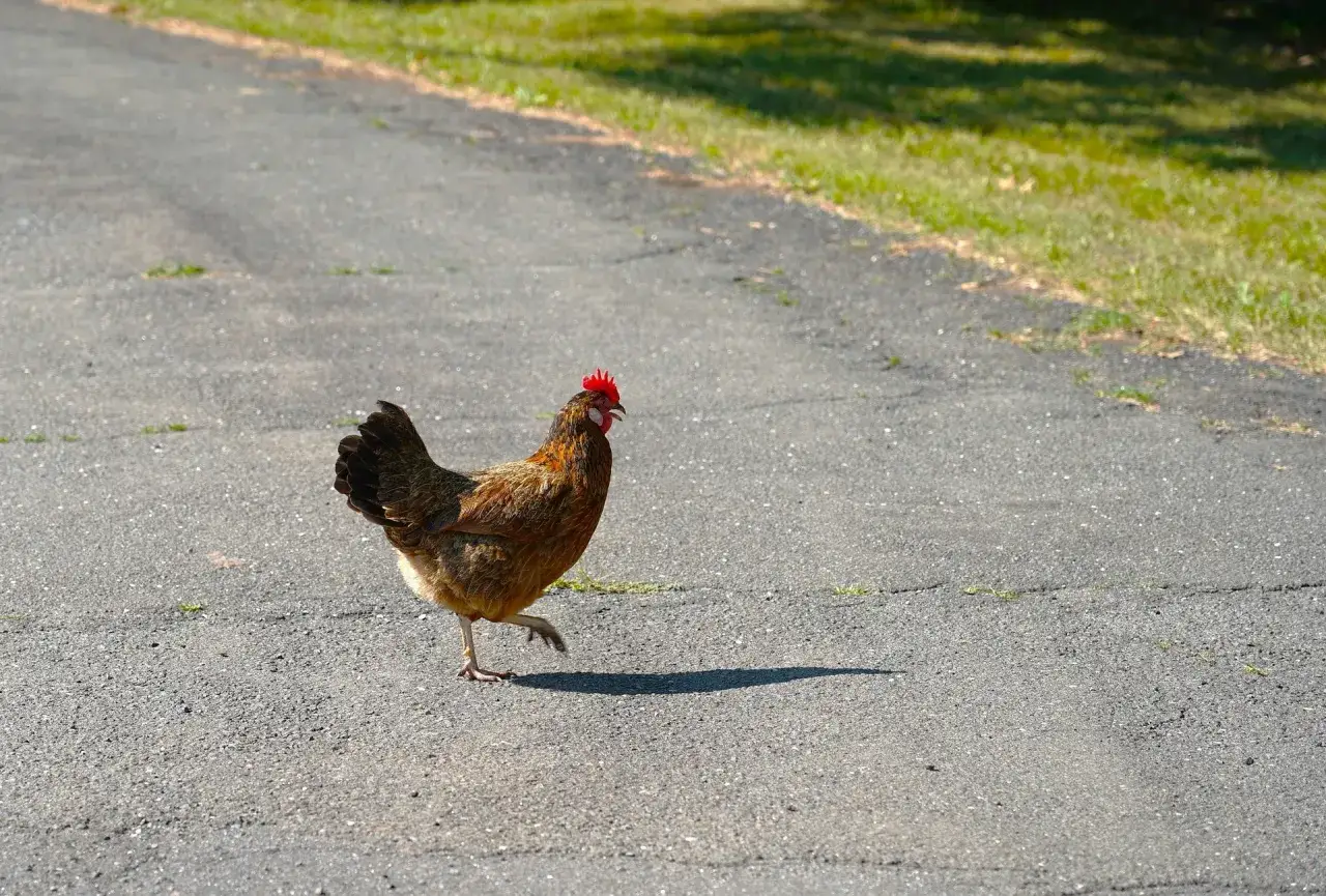 Gallina marrone con cresta rossa cammina su un sentiero asfaltato, esplorando cosa mangiano le galline in natura.