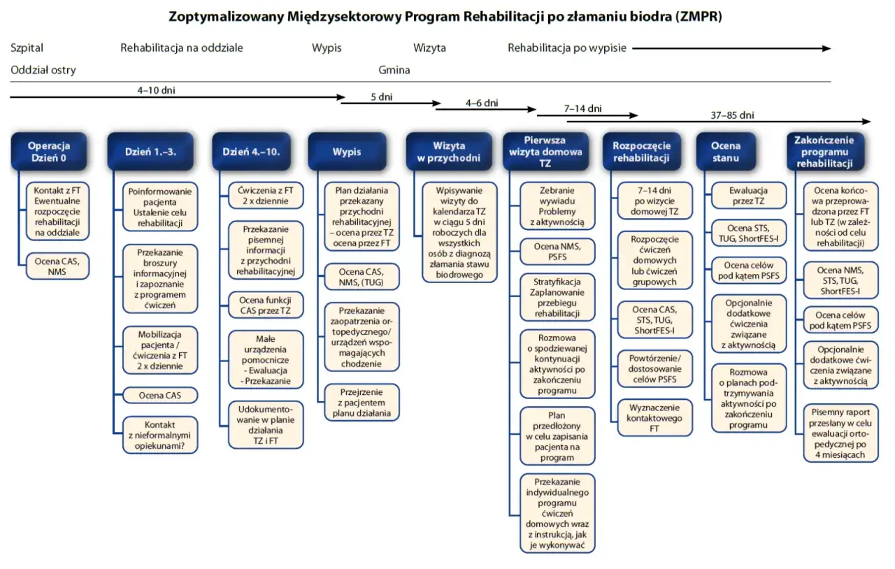 Harmonogram rehabilitacji po endoprotezie biodra infografika