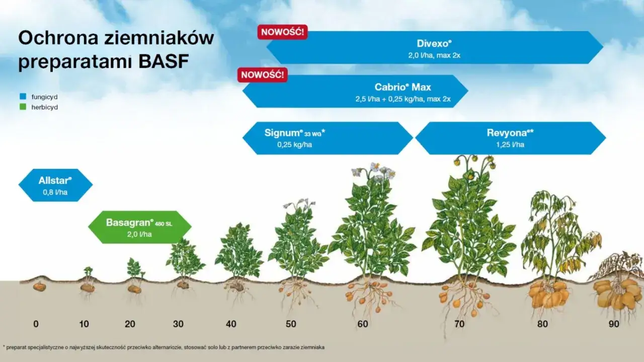 Ochrona ziemniaków preparatami BASF. Od kiełkowania do zbioru, z **bandur** i innymi środkami ochrony roślin.