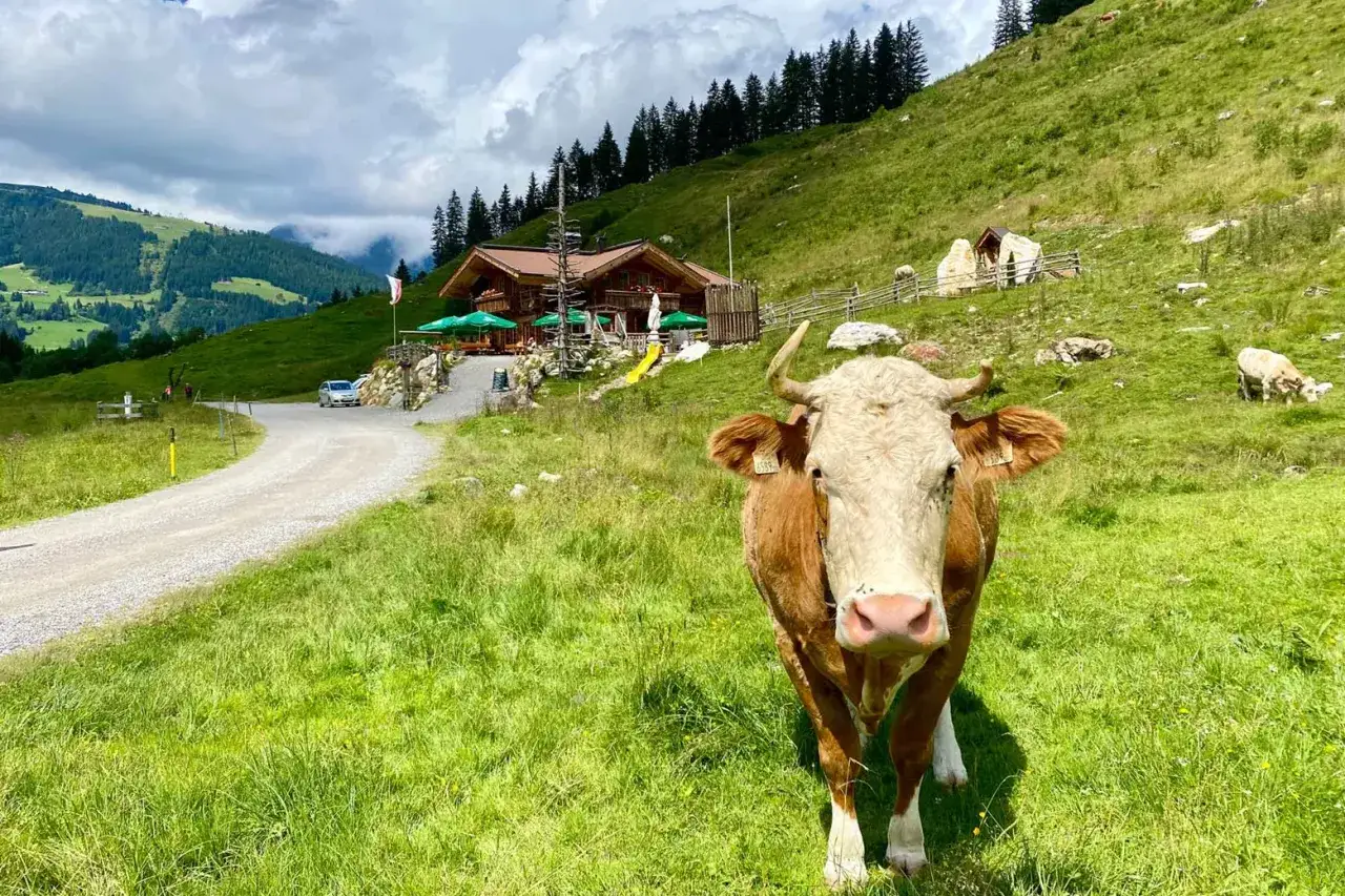Eine Kuh auf einer Alm, wo man die Natur und das Leben auf dem Land genießen kann.
