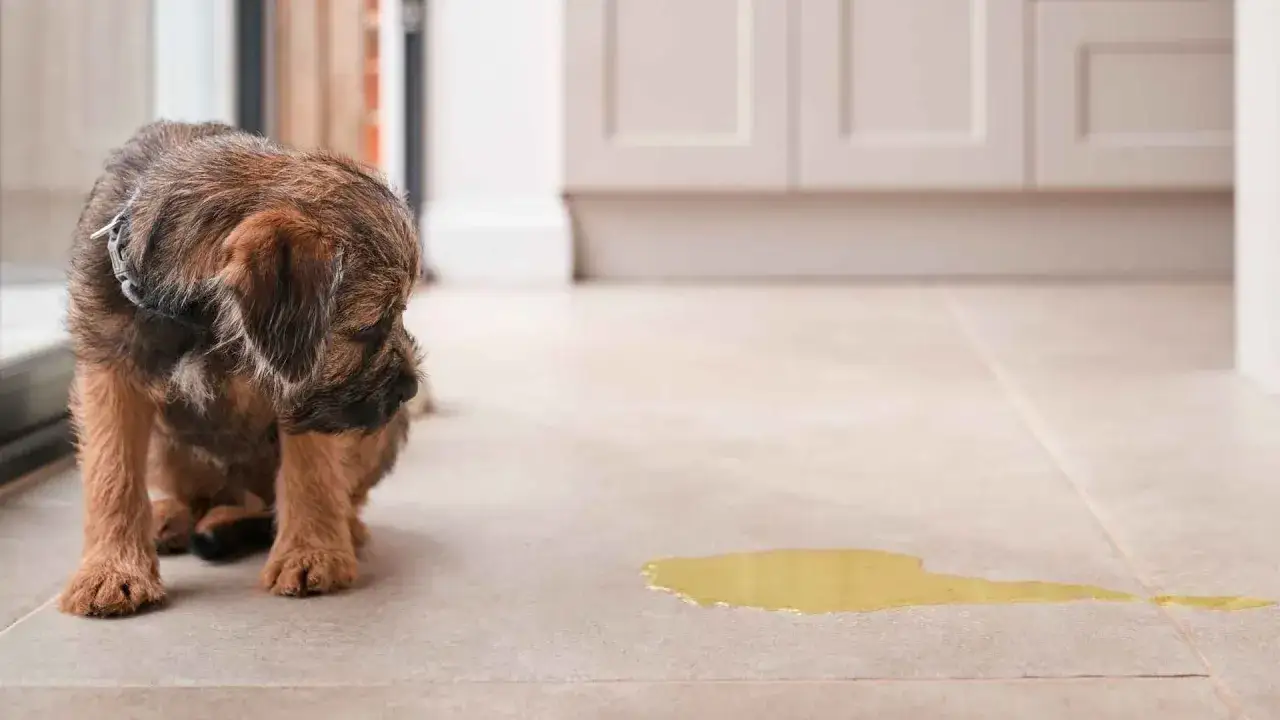 Perro con incontinencia urinaria. Busca soluciones de tratamiento casero para perros con incontinencia urinaria.