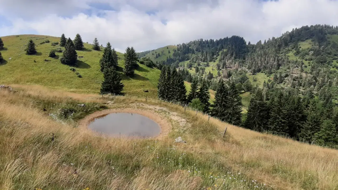 Un laghetto alpino circondato da erba dorata e fiori selvatici, con abeti che punteggiano le verdi colline del Veneto. Perfetto per le passeggiate in Veneto.