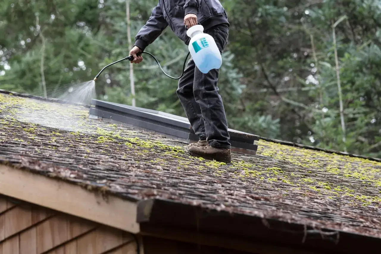 Person spraying solution on a moss-covered roof, demonstrating how to remove moss from roof.