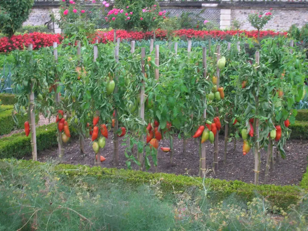 Tomates m&ucirc;res, soutenues par des tuteurs et de la ficelle, pendent des plants dans un jardin luxuriant.