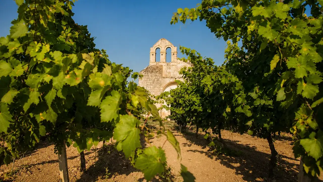 Reben vor einer alten Ruine. Was bedeutet Primitivo bei Wein? Die Traube, die oft in Süditalien wächst, gibt vollmundige, fruchtige Rotweine.