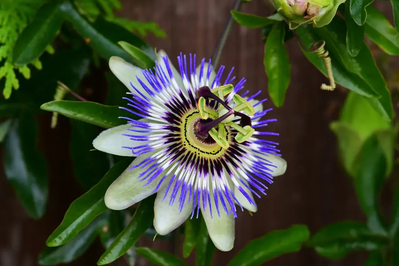 Eine wundersch&ouml;ne Passionsblume mit ihren charakteristischen lila und wei&szlig;en Strahlen. Tipps zur Passionsblume Pflege f&uuml;r &uuml;ppiges Wachstum.