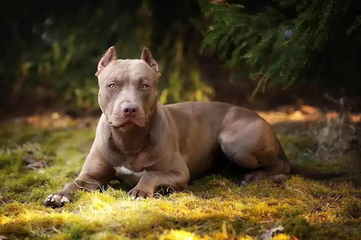 Szlachetny pitbull o brązowej sierści leży na trawie, jego spojrzenie jest czujne.
