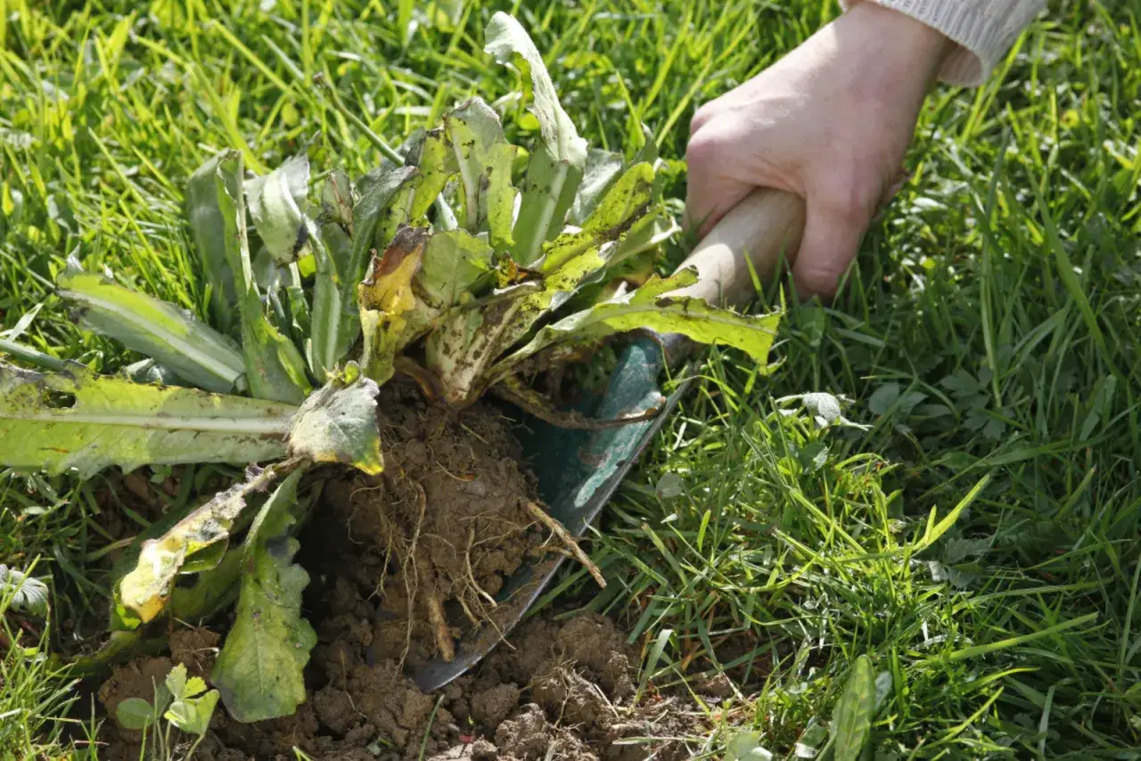 Main verte avec une pelle pour déterrer une plante à feuilles vertes et racines. Il est temps de reconnaître et d'arracher le chiendent.