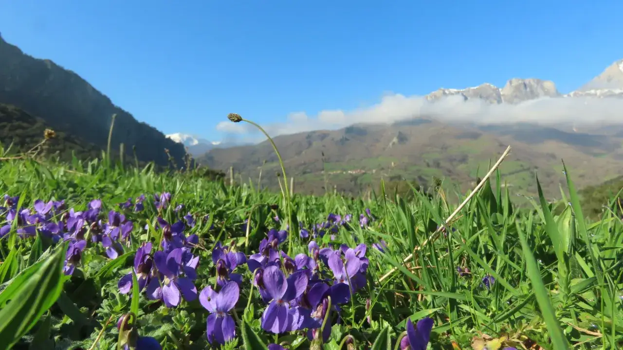 Flores silvestres moradas adornan un prado verde con los Picos de Europa al fondo, bajo un cielo azul despejado.