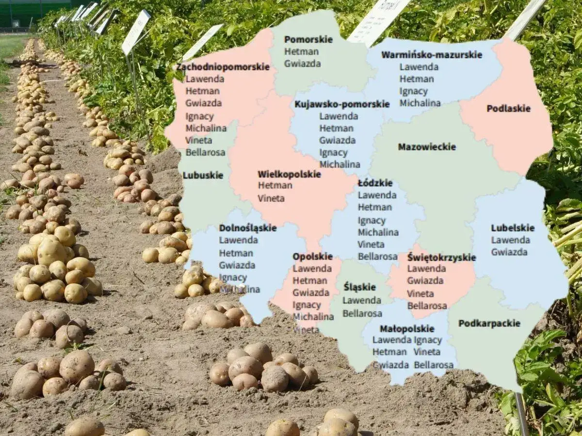 Ziemniaki odmiany Lord i inne, ułożone w rzędach na polu, obok mapy Polski z zaznaczonymi regionami i odmianami ziemniaków.