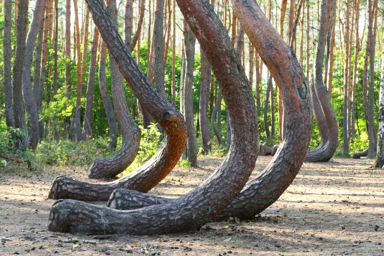 W krzywym lesie pnie drzew wyginają się nienaturalnie, tworząc fantazyjne kształty.