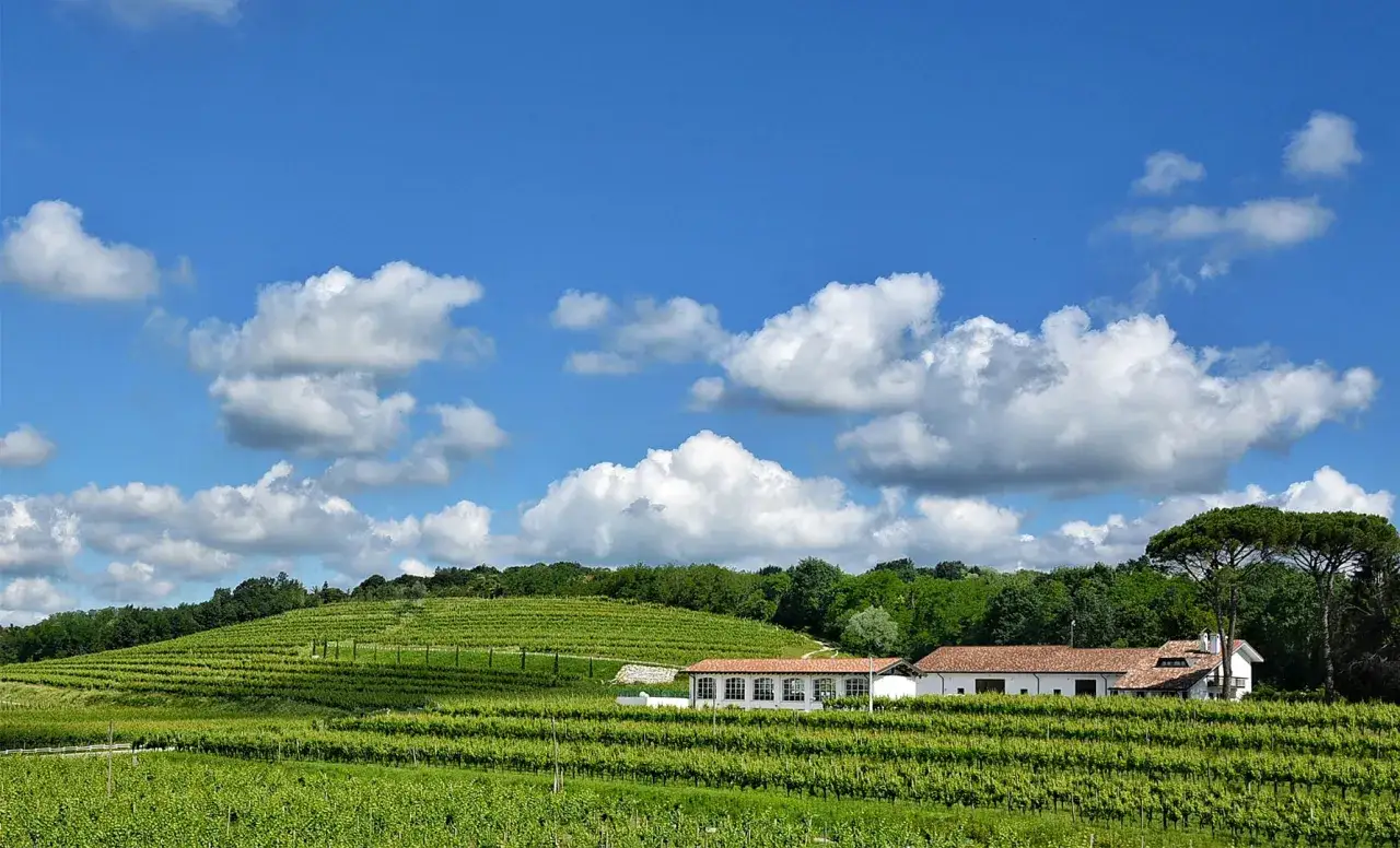 Vigneti rigogliosi sotto un cielo azzurro con nuvole bianche, dove si intravede una cantina, perfetta per degustare un ottimo vino bianco friulano.