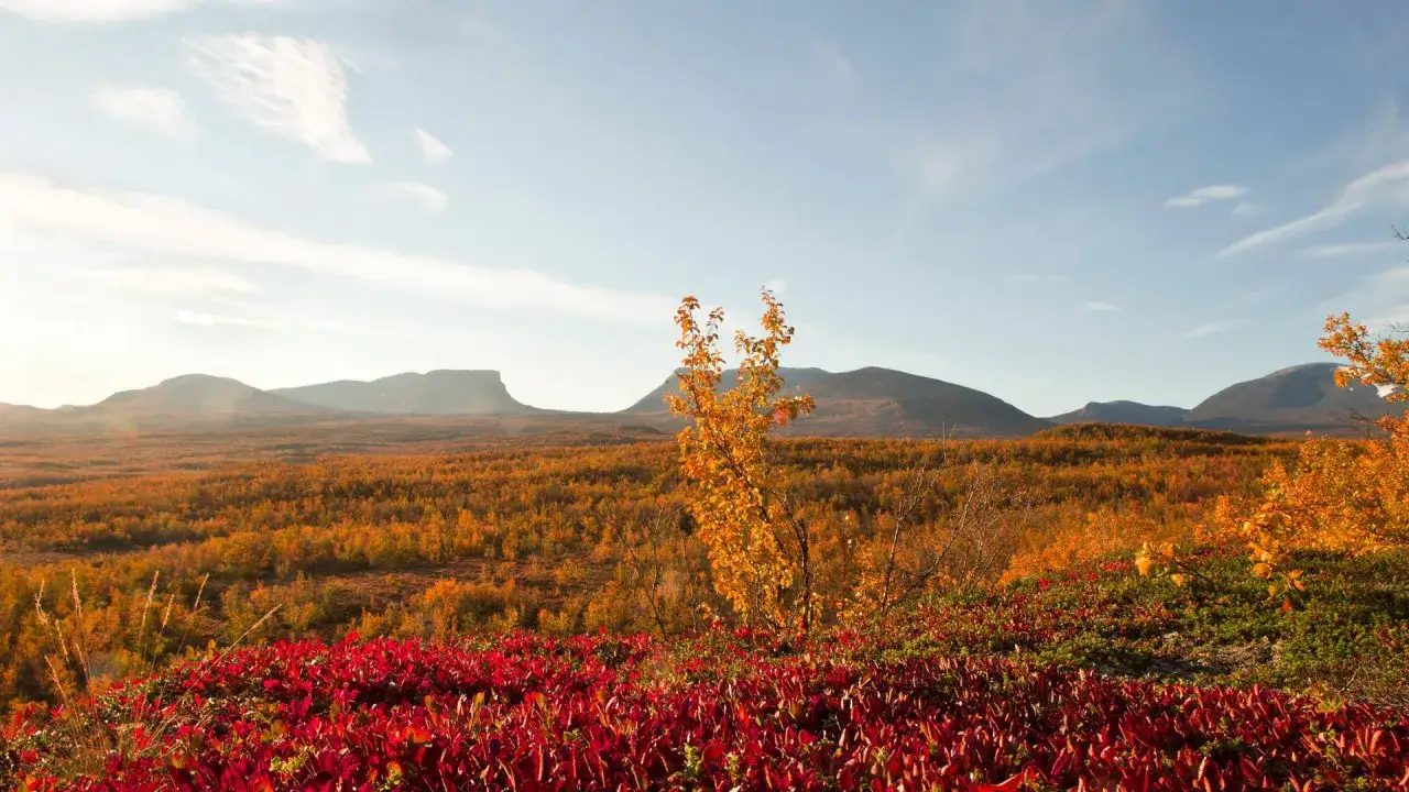 H&ouml;stf&auml;rger i Abisko, Sverige. R&ouml;da och orange l&ouml;v t&auml;cker landskapet med berg i bakgrunden.