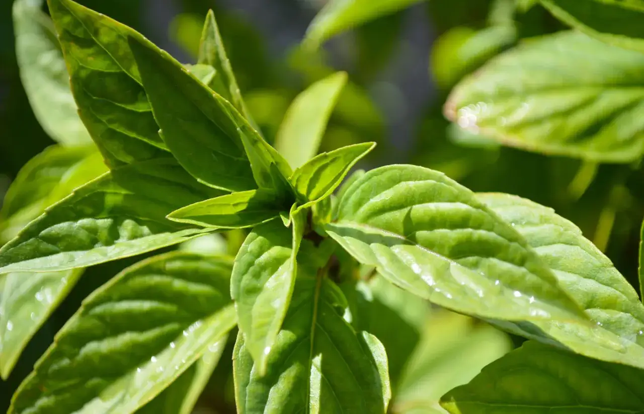 Foglie verdi e lucide di basilico santo, bagnate da gocce d'acqua, sotto la luce del sole.