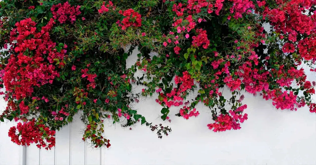 Plantas enredaderas de buganvilla cubren una pared blanca con flores fucsias y rojas vibrantes.