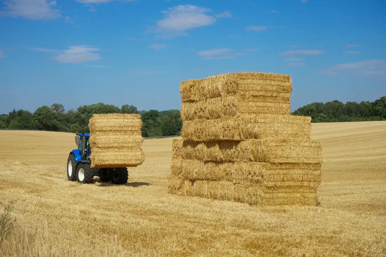 Niebieski traktor przewozi belę siana, obok piętrzą się kolejne. Ciekawe, ile waży bela siana?