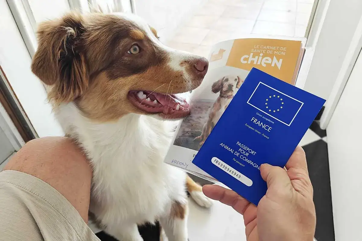 Un chien australien attend patiemment son passeport pour animal de compagnie, prêt pour voyager avec son chien en Europe.