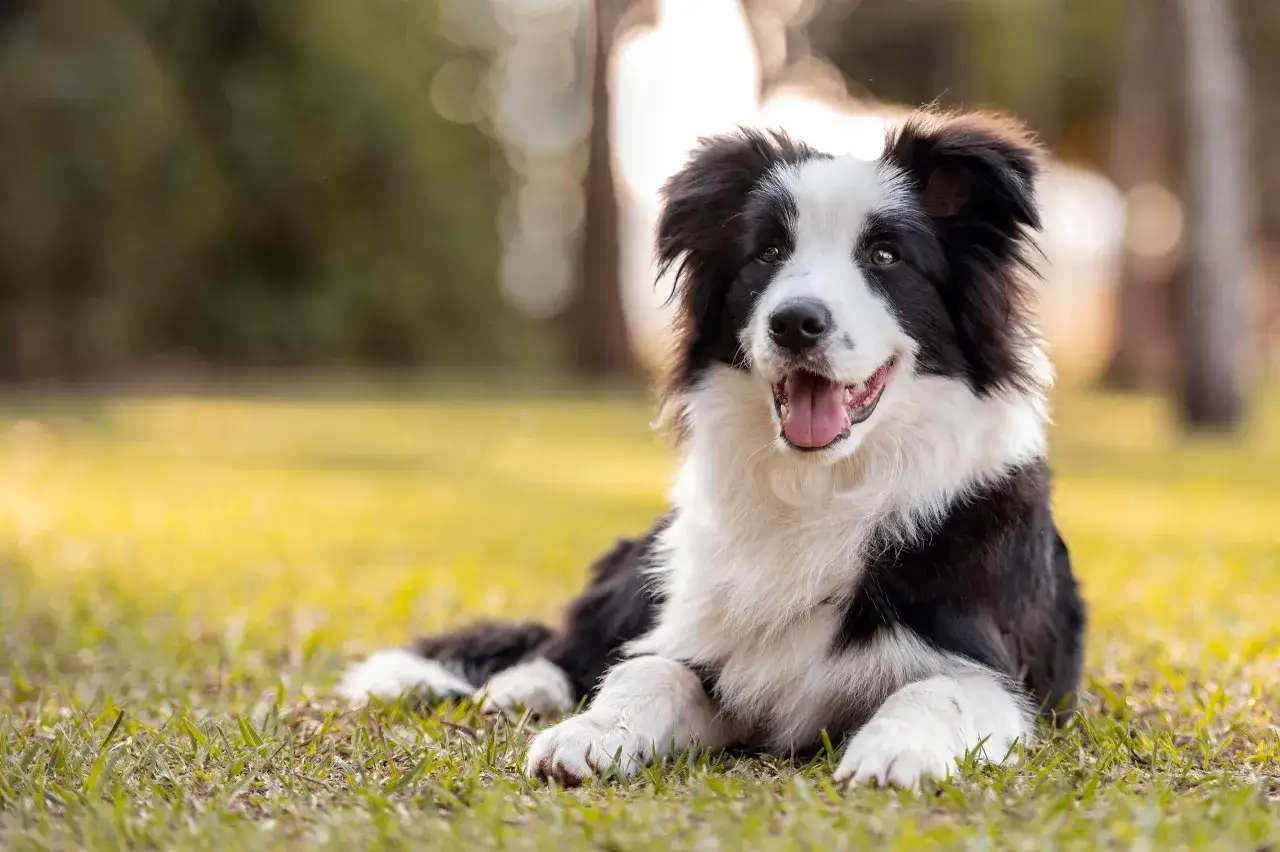 Szczęśliwy border collie leży na trawie. Psy tej rasy żyją średnio 10-17 lat, ciesząc się długim życiem.