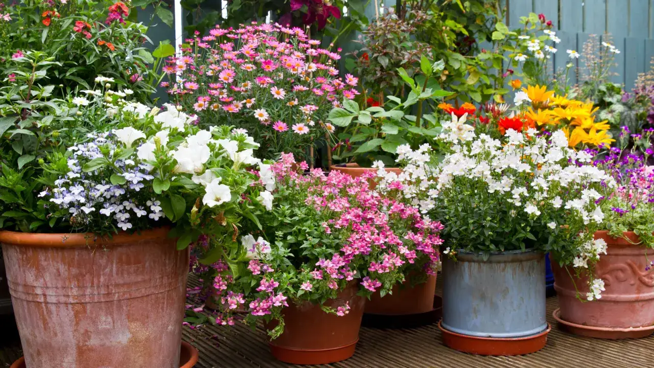 Un joyeux m&eacute;lange de plantes plein soleil en pot : p&eacute;tunias blancs, lob&eacute;lias bleues, marguerites roses et fleurs jaunes &eacute;clatantes.