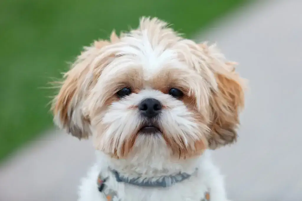 Zdjęcie Shih Tzu ma włosy czy sierść? Odkryj prawdę o ich pielęgnacji