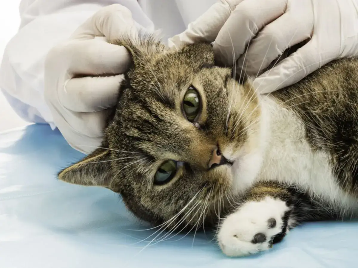 Zdjęcie Ohrmilben bei Katzen behandeln: Die besten Medikamente und Tipps
