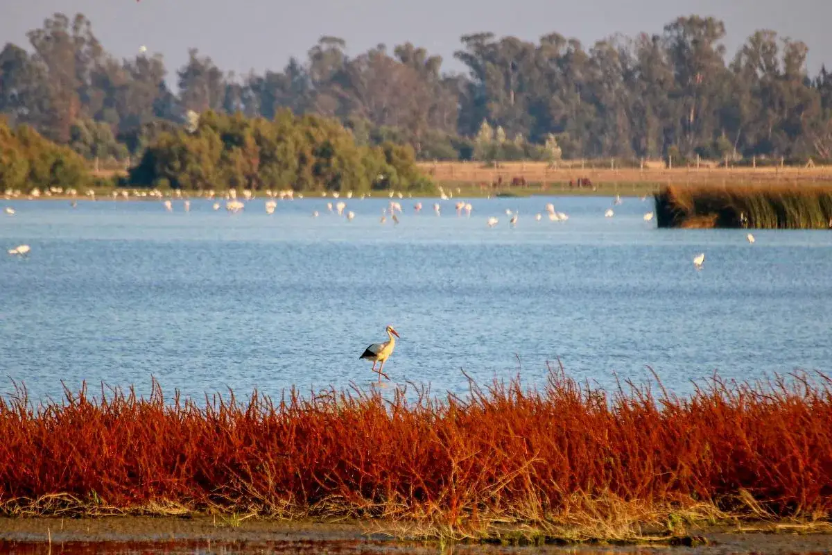 Una cig&uuml;e&ntilde;a camina en un estanque con muchos p&aacute;jaros blancos. El agua refleja el cielo azul y la vegetaci&oacute;n rojiza del primer plano, un para&iacute;so para los peces de pantano.