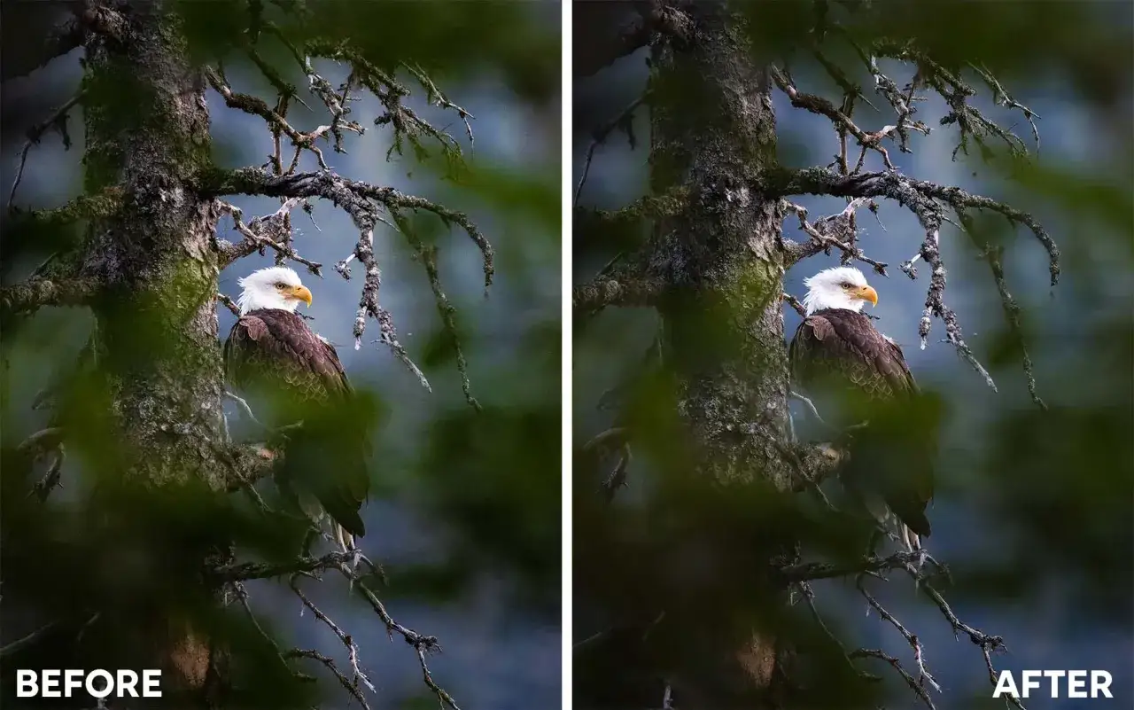 Águila calva en un árbol, antes y después de aplicar Topaz Denoise AI para mejorar la nitidez y el detalle.