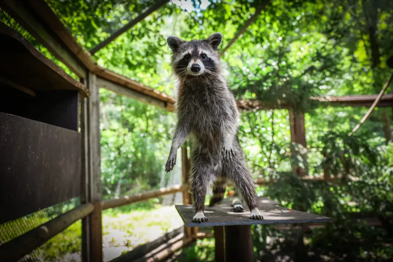 Ein Waschbär steht aufrecht auf einem Podest im Wildpark Tannenbusch. Die vielen positiven **Wildpark Tannenbusch Rezensionen** spiegeln die Freude über solche Begegnungen wider.