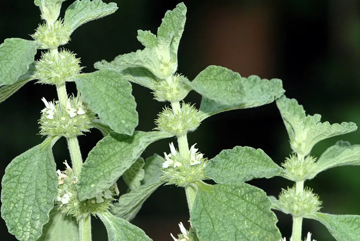 Grünes Kraut mit kleinen weißen Blüten und behaarten Blättern. Die Andornkraut Wirkung ist bekannt für seine beruhigenden Eigenschaften.