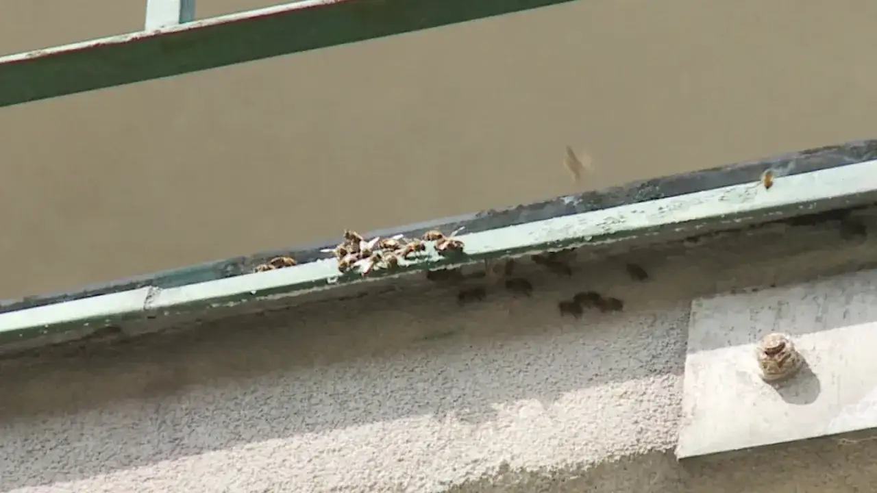 R&oacute;j pszcz&oacute;ł na balkonie, zbierają się na krawędzi, szukając schronienia lub wody.