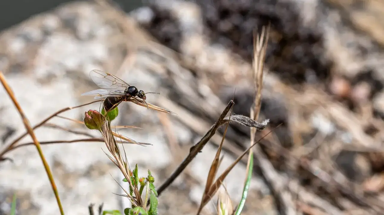 En flygande myra sitter p&aring; ett gr&auml;sstr&aring;. Ett steg f&ouml;r att bli av med flygmyror &auml;r att identifiera deras bon.