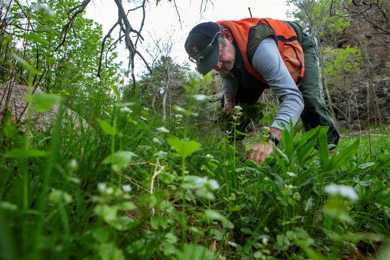Un homme en gilet orange arrache des plantes dans l'herbe. Il lutte contre la renouée des oiseaux, une plante invasive.