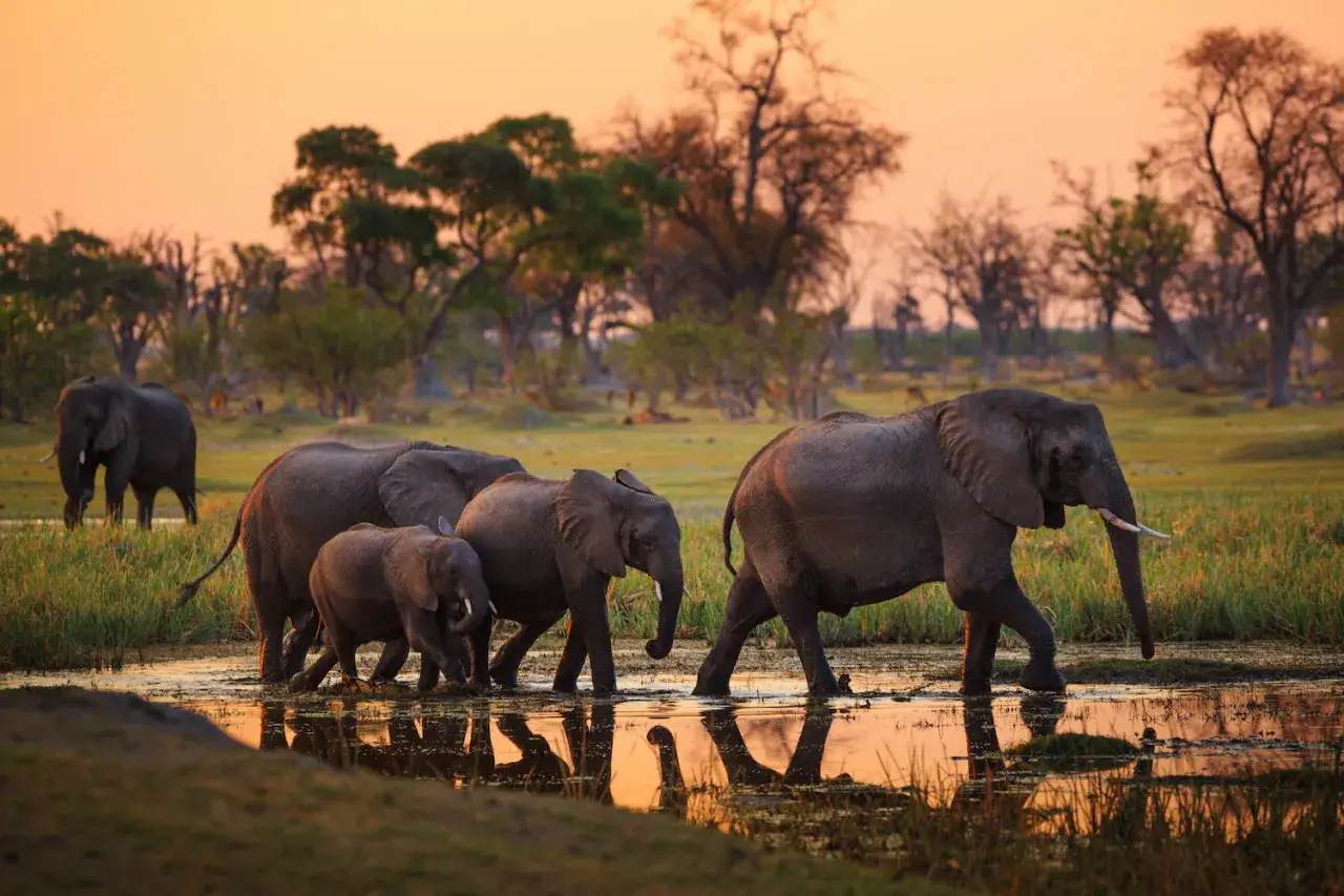 En familj elefanter, en del av the big five afrika, vandrar genom vatten vid solnedgången.