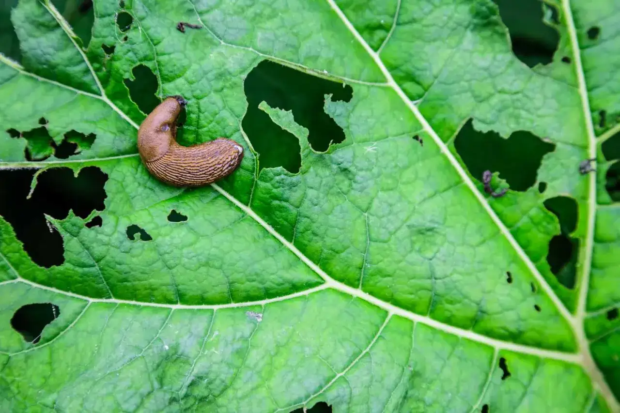 Un limace brun sur une feuille verte trou&eacute;e, un exemple de d&eacute;g&acirc;ts qui n&eacute;cessitent un anti limace naturel.