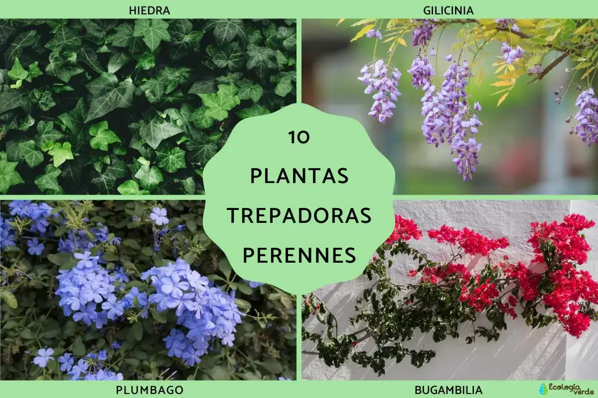 Cuatro im&aacute;genes de plantas trepadoras que no ensucian: hiedra, gilicinia, plumbago y bugambilia.