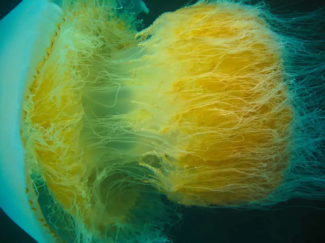 La medusa pi&ugrave; grande del mondo, con il suo corpo giallo e tentacoli lunghi e sottili, fluttua nell'oscurit&agrave; marina.