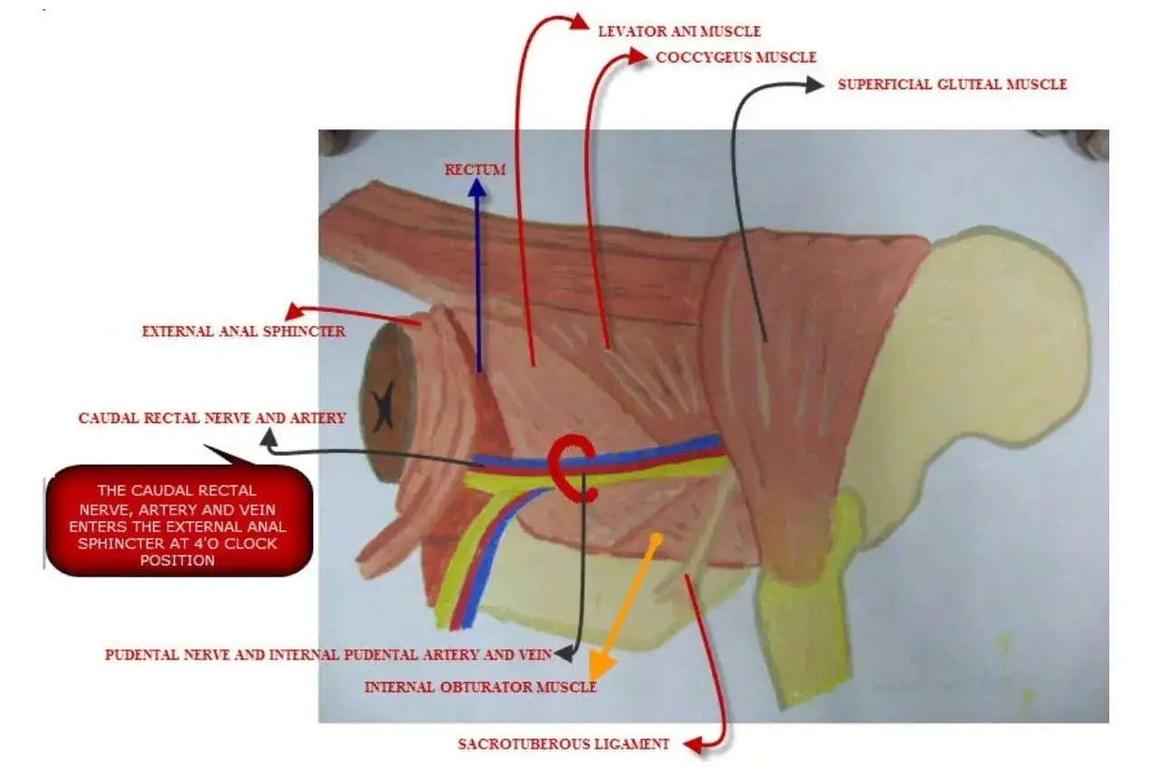 Anatomia uchyłka prostnicy u psa: widok mięśni i naczyń miednicy, w tym zwieracz zewnętrzny odbytu.
