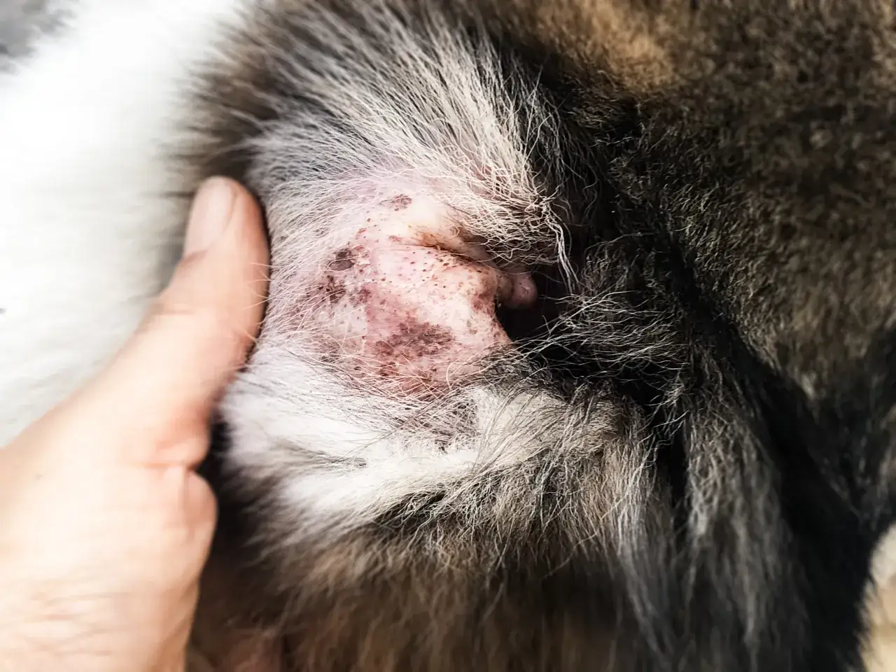 Här ser du hur skabb kan se ut på en hunds öra: röd, irriterad hud med små prickar och skorpor.